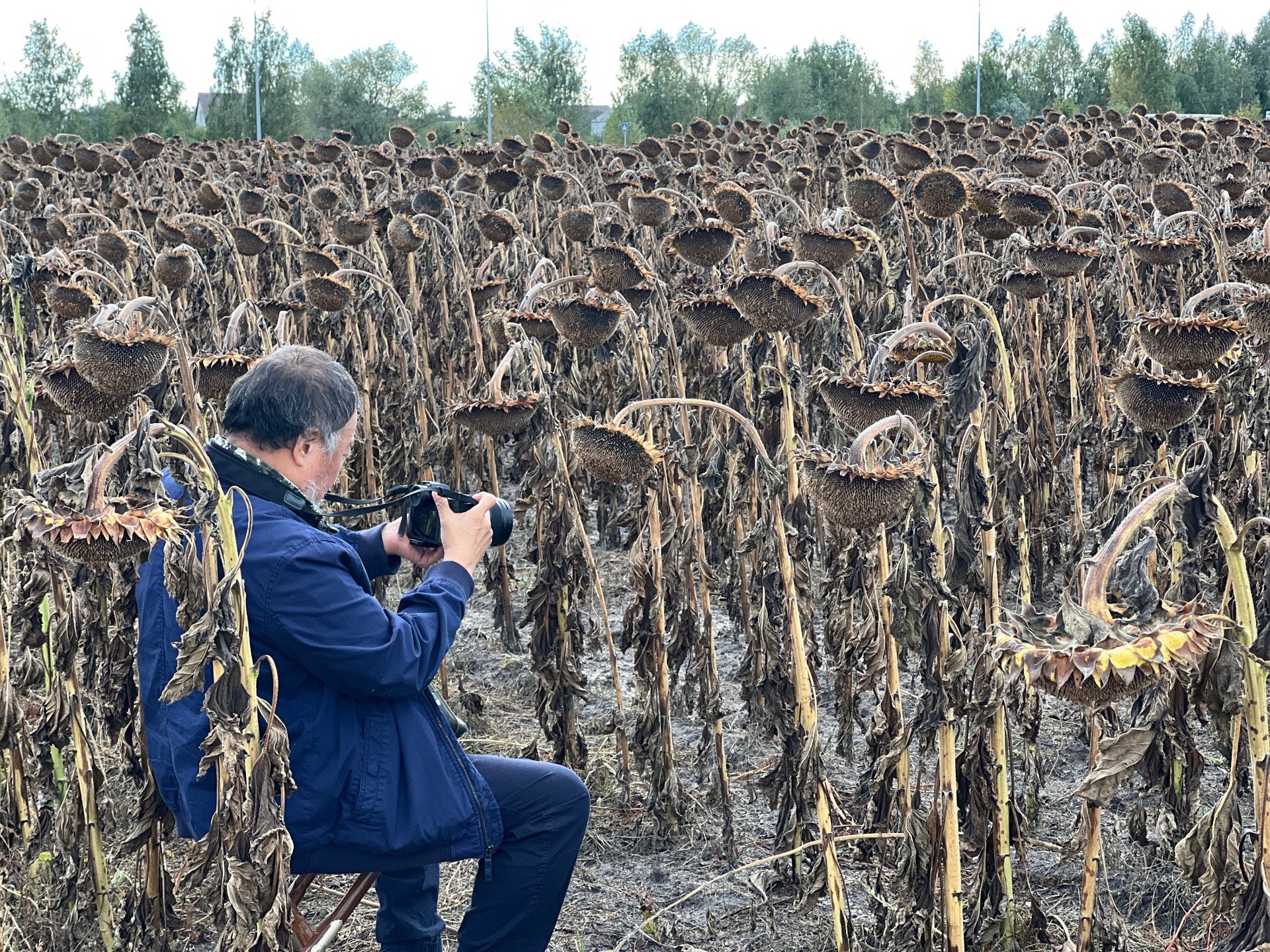Ai Weiwei working in a sunflower field in Ukraine, 2025. (Image: Courtesy of Ai Weiwei) Ai Weiwei working in a sunflower field in Ukraine, 2025. (Image: Courtesy of Ai Weiwei)