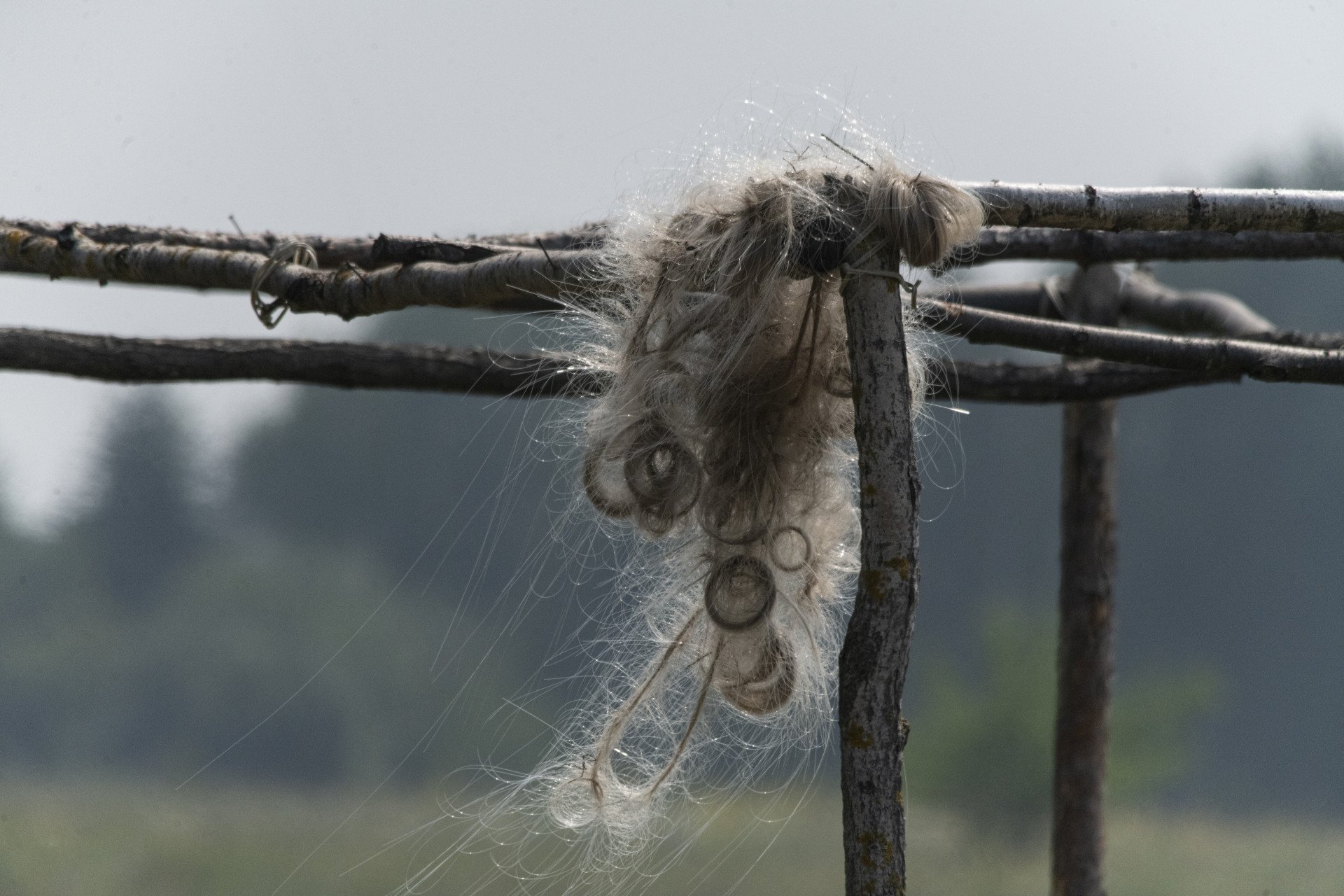 Tangled optical fibers are seen during Ukrainian military tests of FPV drones, using fiber optics, on July 10, 2025, in Unspecified, Ukraine. Photo by Viktor Fridshon/Global Images Ukraine via Getty Images.