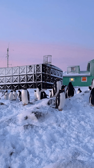 Photo of Who Are Ukraine’s Military Penguins?