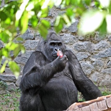 Tony at the Kyiv Zoo. (Source: Kyiv Zoo)