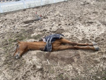 A dead horse seen outside Bohdan’s Butcha stables, killed by Russian Forces in 2022. (Photo: Private source) A dead horse seen outside Bohdan’s Butcha stables, killed by Russian Forces in 2022. (Photo: Private source)