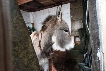 Russian Ministry of Defense Reportedly Deploys Donkeys for Frontline Logistics Russian Ministry of Defense Reportedly Deploys Donkeys for Frontline Logistics