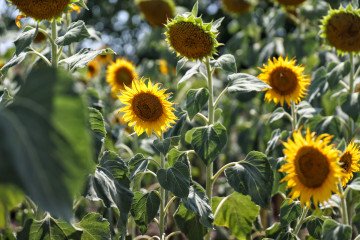 Ukraine Faces Agricultural Crisis as Locusts Destroy Crops in Frontline Regions