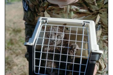 15 Cats Evacuated From Snake Island by Ukrainian Intelligence
