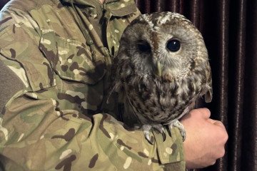 Un guardia fronterizo rescató un búho en la región de Zakarpattia, Ucrania. (Fuente: Servicio Estatal de Guardia de Fronteras de Ucrania)