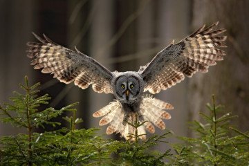 A great grey owl spreads its wings while swooping low over spruce branches in a forest. Illustrative photo. (Source: Depositphotos)