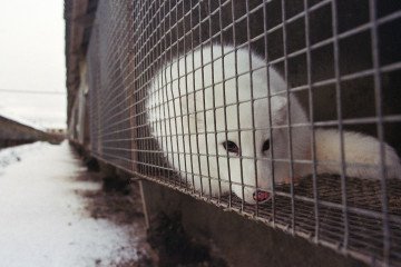 An Arctic fox lies in a cage before being taken to be skinned on November 3, 2000, in Murmansk, Russia. Illustrative photo. (Source: Getty Images)