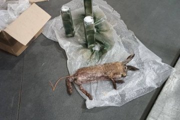 Russia Uses Animal Carcasses as Drone-Deployed Explosives in Ukraine