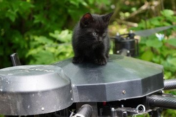 Operation Meow-Meow: Ukrainian Troops Use Vampire Drone to Rescue Kittens From Frontline Ukrainian soldiers rescued kittens. (Facebook/118ombr)