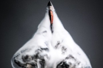 US Air Force F-22 Raptor fighter jet performs high-alpha pull-up, December 2025. (Source: Lockheed Martin)