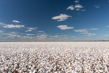 The Uzbek Cotton Behind Russia’s Missile Strikes