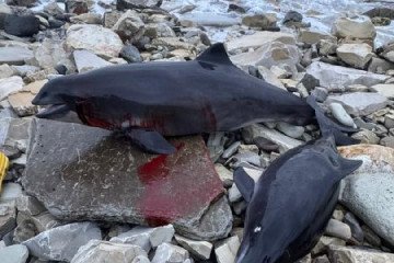 10 Dolphins Found Dead on Black Sea Coast After Russian Tanker Oil Spill