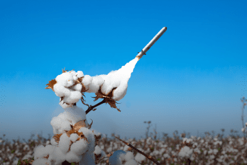 Without Uzbek Cotton, Russia’s Missiles Can’t Fly — There’s No Viable Alternative Uzbek Cotton Missile Production Supply Chains Russia