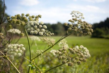 Sosnowsky’s hogweed (Heracleum sosnowskyi) seen in Sochaczew, Poland on July 30, 2021. (Source: Getty Images)