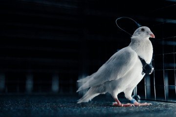 A white pigeon outfitted with a brain implant and miniature camera stands in a metal cage. The device includes a processor module and visible wiring, part of Russia’s experimental “bio-drone” project. (Photo: Neiry)