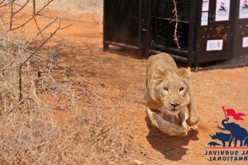 Zorya, la leona, da sus primeros pasos en el santuario LionWatch en Sudáfrica. (Fuente: ASI/Taryn Slabber)
