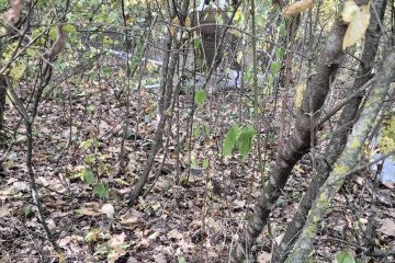 Wooded area near the village of Geamăna, Moldova, where a suspected drone crashed and exploded. (Source: Poliția Republicii Moldova) Wooded area near the village of Geamăna, Moldova, where a suspected drone crashed and exploded. (Source: Poliția Republicii Moldova)