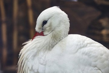 Russian Drone Strike Hits Kharkiv Zoo, Damaging Enclosures and Injuring Animals A stork is seen in the Kharkiv Zoo in Kharkiv, Ukraine. (Source: Getty Images)