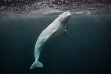 In Memory of Whale Spy Hvaldimir, Exposing Russia’s Cruel Sea Animals Programs In Memory of Whale Spy Hvaldimir, Exposing Russia’s Cruel Sea Animals Programs