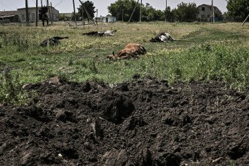 Illustrative image. Dead cows after shelling near a front line in eastern Ukraine on June 10, 2022. Illustrative image. Dead cows after shelling near a front line in eastern Ukraine on June 10, 2022.