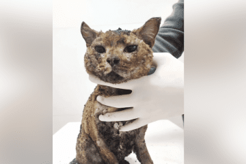 Russian Strike on Kyiv Kills Volunteer Family and Five Cats, Leaving One in Critical Condition