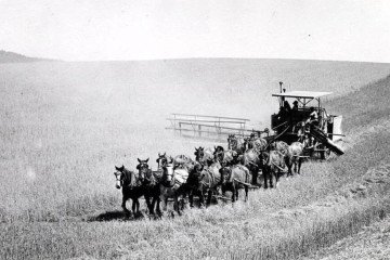 Vintage horse-powered wheat harvesting combine reportedly outside Moscow, 1930s-40s. Vintage horse-powered wheat harvesting combine reportedly outside Moscow, 1930s-40s.