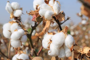 Killer Cotton: How a UK-Uzbek Tycoon Arms Russian Missiles With a Simple Key Ingredient