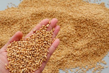 Illustrative photo. Grain. (Source: Getty Images)