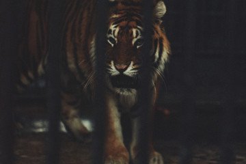 Zoo at War—The Surreal Life of Ukrainian Tigers in a Frontline City Zoo at War—The Surreal Life of Ukrainian Tigers in a Frontline City