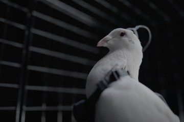 Russia Launches First Brain-Chipped Bird Drones for Surveillance Over Cities