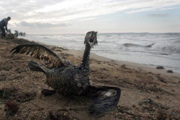 Russia Keeps Violating Maritime Law, Leaving a Toxic Oil Spill Trail A poisoned bird is seen in front of local volunteers removing oil spill from the Black Sea shore