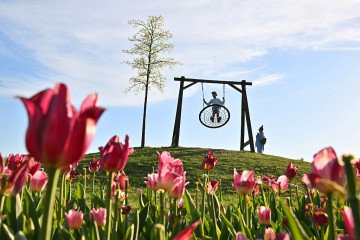 A child rides on a swing during the tulip season in a park outside Kyiv on May 7, 2026, amid the Russian full-scale invasion of Ukraine. (Source: Getty Images)