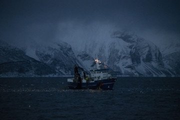 A trawler fishing for herring in the fjord of Skjervoy, northern Norway, as orcas and humpback whales hunt nearby during winter migration. Illustrative photo. (Source: Getty Images)