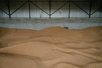 Harvested wheat grain. (Source: Getty Images)
