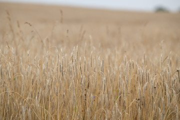 Barley grows in a field. (Source: Getty Images)
