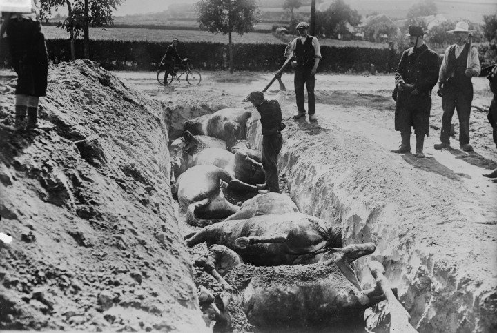 Burying horses, Battlefield of Haelen, 1914. Dead horses being buried in a trench after the Battle of Haelen which was fought by the German and Belgian armies on August 12, 1914 near Haelen, Belgium during World War I. (Source: Heritage Images via Getty Images) Burying horses, Battlefield of Haelen, 1914. Dead horses being buried in a trench after the Battle of Haelen which was fought by the German and Belgian armies on August 12, 1914 near Haelen, Belgium during World War I. (Source: Heritage Images via Getty Images)