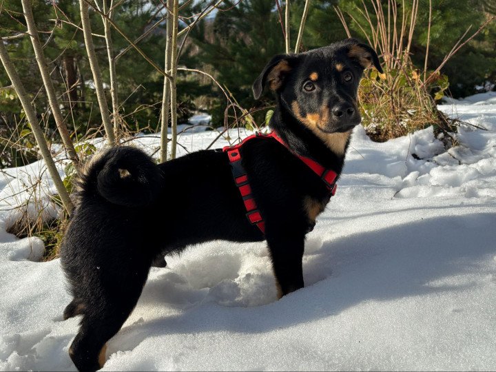 Sam, Tatiana's dog. Photo by Yehor Kuzmin.