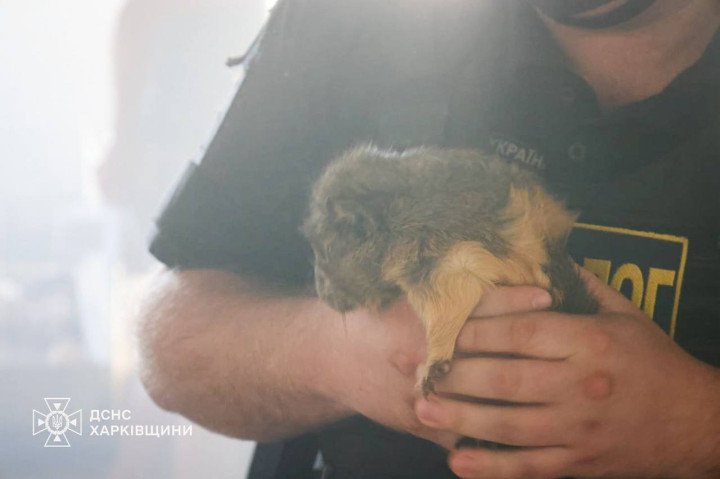 The Russian strike on the Kharkiv Zoo caused facility damage and animal casualties, with emergency crews responding to the site (Source: SES Kharkiv).