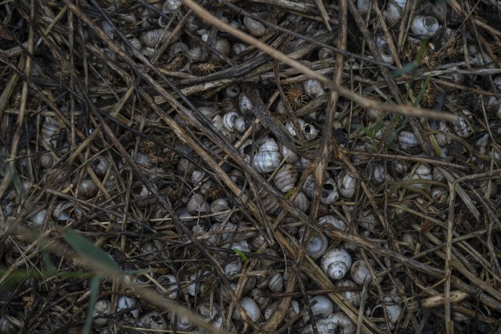 Snail shells litter the dried reservoir bed—remnants of an ecosystem abruptly drained and left behind. Photo: Oleksii Filippov (Instagram: @filippov_af) Snail shells litter the dried reservoir bed—remnants of an ecosystem abruptly drained and left behind. Photo: Oleksii Filippov (Instagram: @filippov_af)