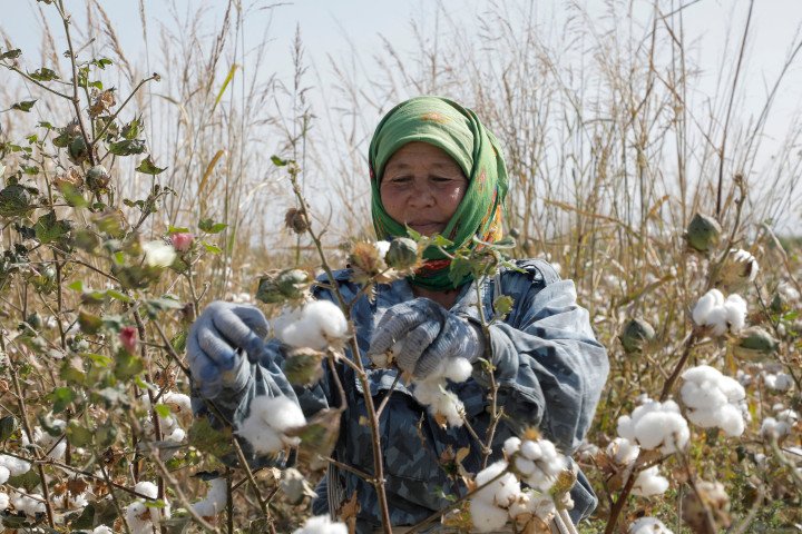 An Uzbek woman picking cotton at a field some 65 km off the capital Tashkent, 2023. (Source: Temur Ismailov via Getty Images) An Uzbek woman picking cotton at a field some 65 km off the capital Tashkent, 2023. (Source: Temur Ismailov via Getty Images)