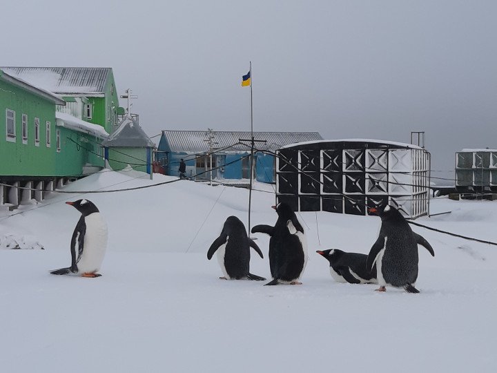 Local population at the polar station. Photo: Maksym Bilous Local population at the polar station. Photo: Maksym Bilous