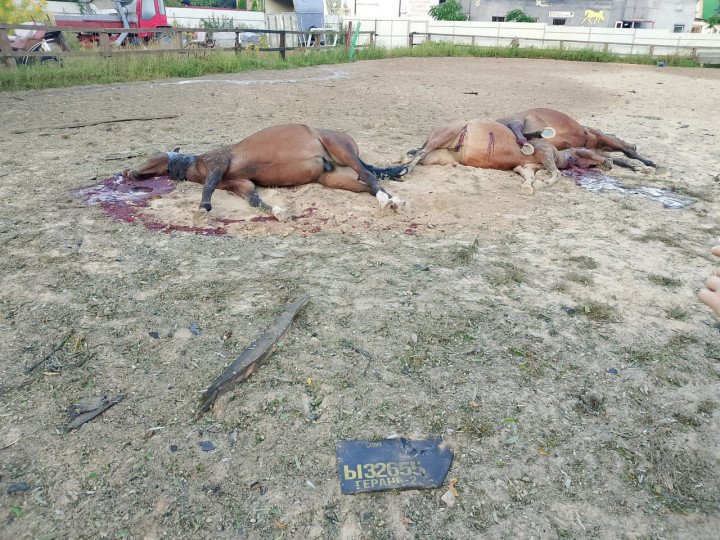 Dead horses lie in the yard of a damaged equestrian facility in Kyiv region after a Russian drone strike, with a fragment of a Russian Geran-2 (Shahed-136) visible in the foreground, September 7, 2025. (Photo: Open source)