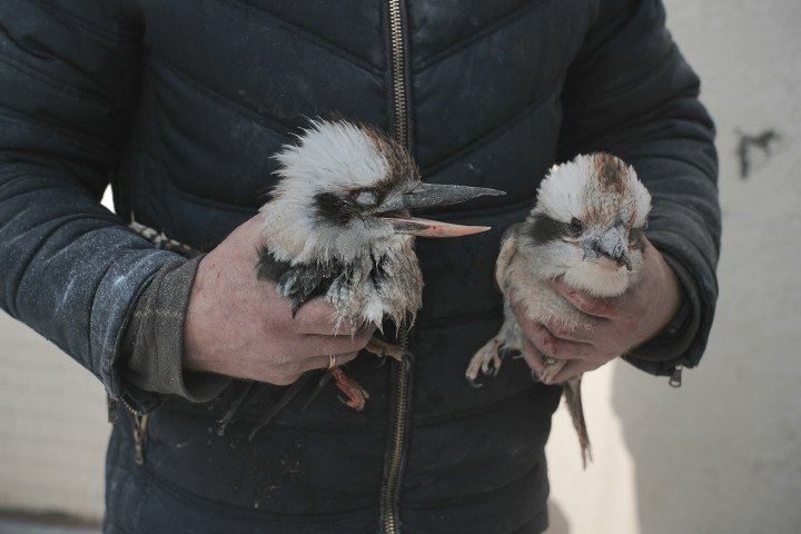 A Feldman Ecopark worker holds birds injured in Russian airstrike. (Source: Getty Images)