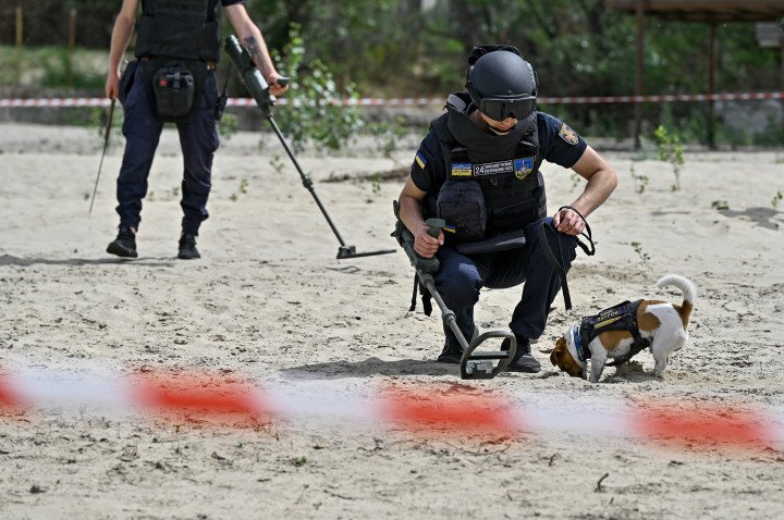 EOD unit head Mykhailo Iliev and sapper dog Patron during demining training on the Dnipro River bank in Zaporizhzhia, Ukraine. (Source: Getty Images) EOD unit head Mykhailo Iliev and sapper dog Patron during demining training on the Dnipro River bank in Zaporizhzhia, Ukraine. (Source: Getty Images)