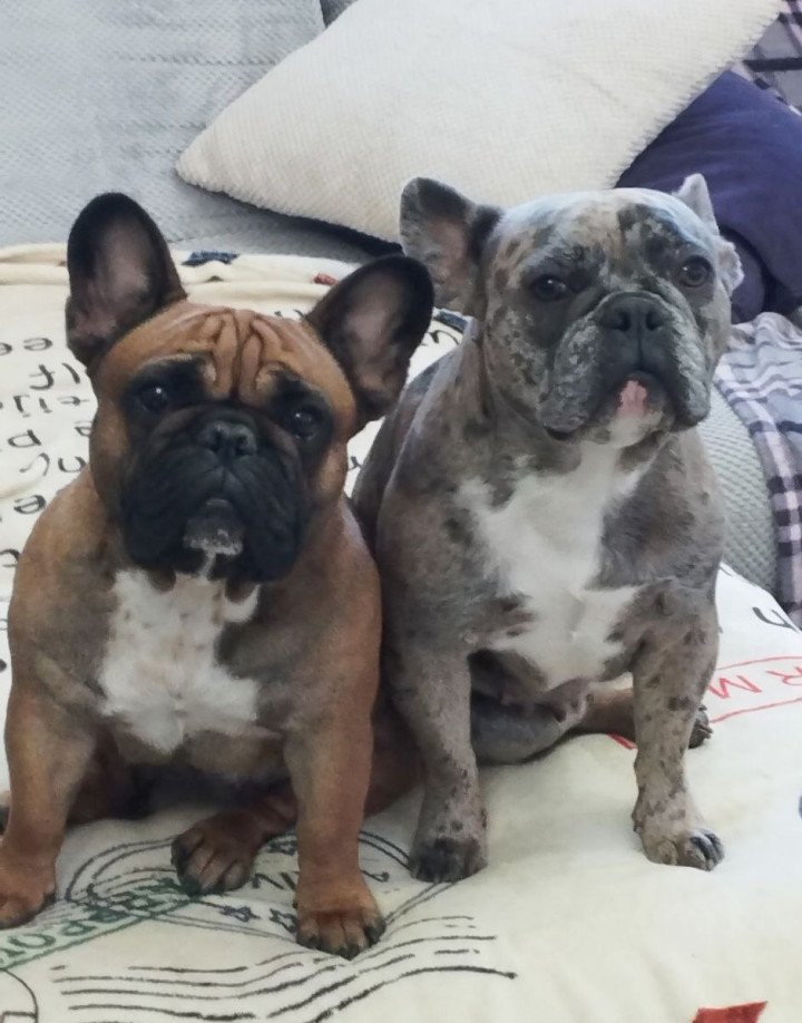 Olha’s pups. Photo: courtesy of Olha. Olha’s pups. Photo: courtesy of Olha.