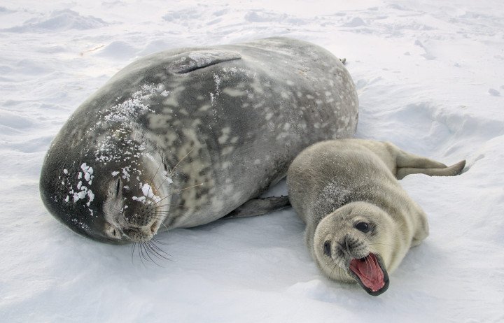 Weddell seal pup SeaBaby Sviatozarovych with his mom. (Source: Ukrainian National Antarctic Scientific Center) Weddell seal pup SeaBaby Sviatozarovych with his mom. (Source: Ukrainian National Antarctic Scientific Center)