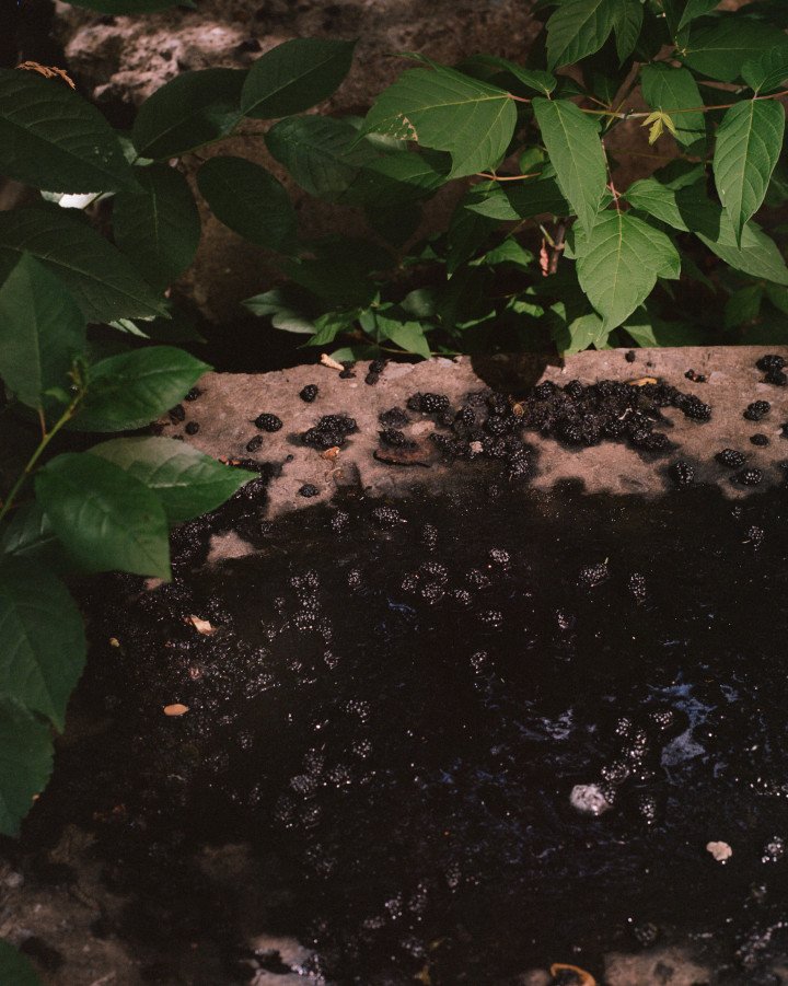 Mulberries (шовковиця). Kramatorsk, Ukraine, September 2025. Photo by Joshua Olley/UNITED24 Media.