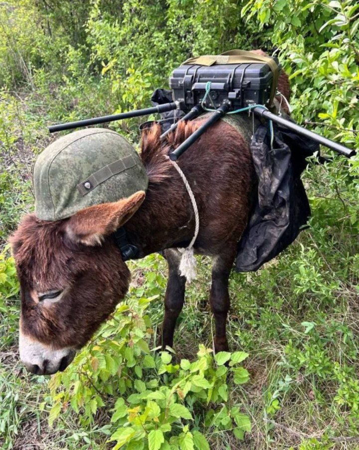 Russian army donkey equipped with electronic warfare gear and a military helmet, reportedly used for frontline logistics. (Photo: Open source) Russian army donkey equipped with electronic warfare gear and a military helmet, reportedly used for frontline logistics. (Photo: Open source)