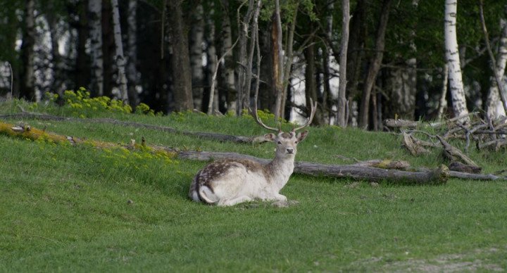 Sill from the “Divia” film. (Source: Suspilne Culture) Sill from the “Divia” film. (Source: Suspilne Culture)