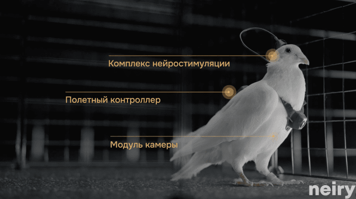 Una paloma equipada con la unidad de neuroestimulación, el controlador de vuelo y el módulo de cámara de Neiry, como se muestra en los materiales de demostración del biodrón de la compañía. (Fuente: Neiry)